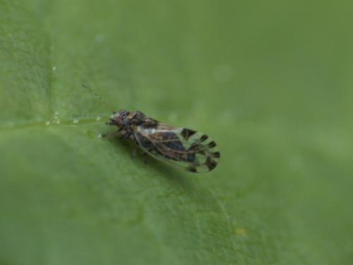 Réf. 283 065 : Cacopsylla pulchella